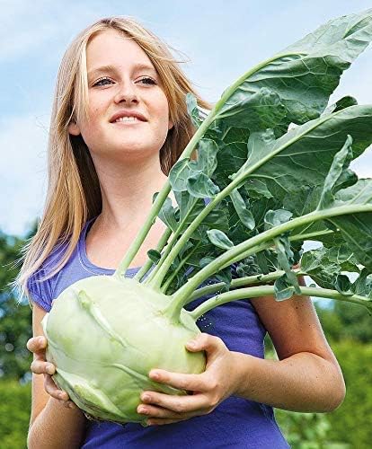 Seeds Vegetable Kohlrabi Giant Cabbage Biennial Green - 100 Seeds