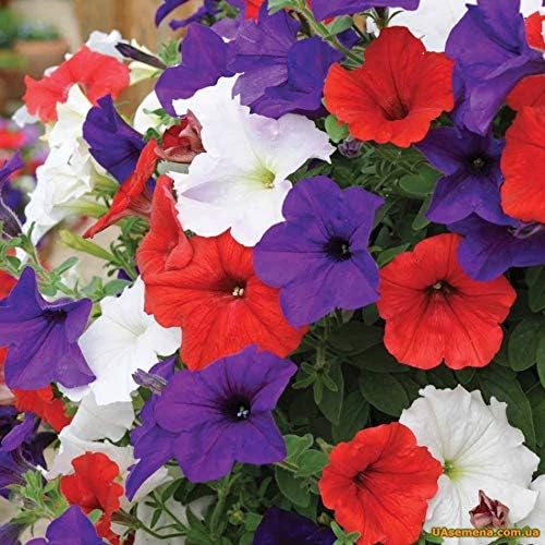 Petunia Unicum F1 Mix Seeds – Annual Hybrid Flower | Compact Grandiflora with Large, Vibrant Blooms for Beds & Containers