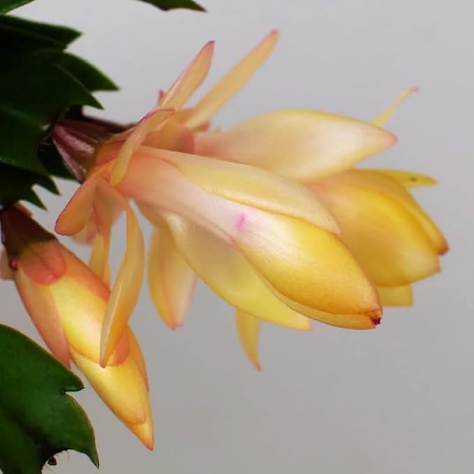 Yellow Christmas Cactus Plants Live, Size 3-6" Christmas Cactus Plant, Colorful Holiday Houseplant Flowering Succulent Live Plants for Planting, Well Rooted, No Pot