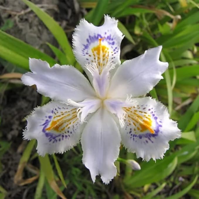 35pcs Mixed Color Rare Heirloom Iris Seeds - Stunning Colors for Your Garden - Uncommon Varieties