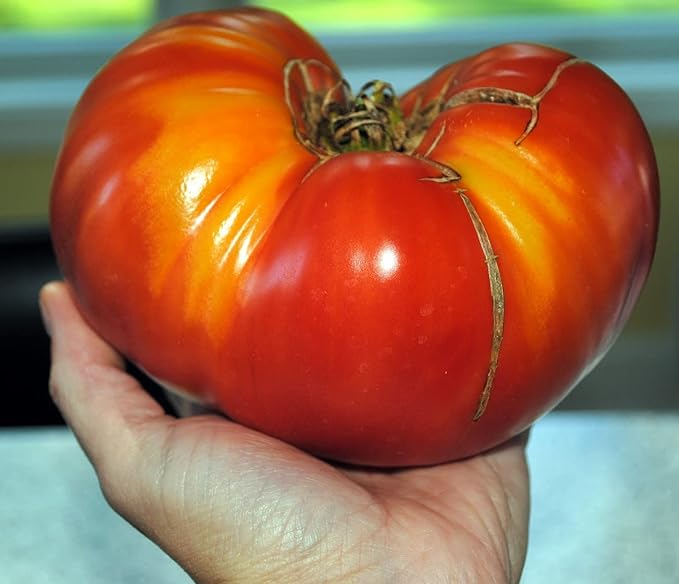 RAISE ME UP: Seeds Red Giant Beefsteak Tomato Indeterminate Non GMO Heirloom