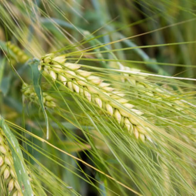 3 Pound Rye Cover Crop Seeds, Rye Grass Seeds for Lawn, Outdoor Growing, Fast-Growing Grass Seed