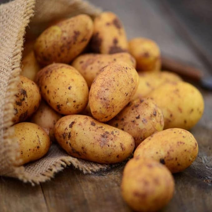 2 Lbs Yellow Potato Tubers High Yielding for Outdoor Planting,Vegetables Potatoes Plants Bulbs Seeds, Heirloom Seed Potato Live Tuber