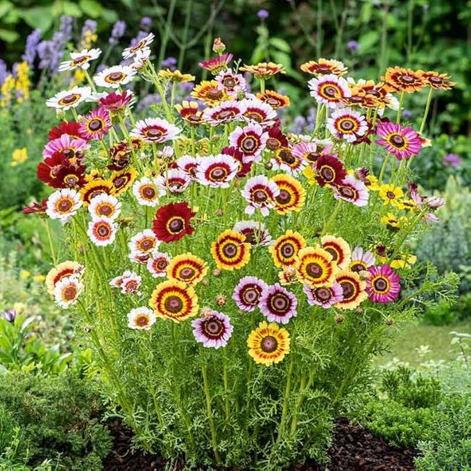 Painted Daisy Seeds - Chrysanthemum Carinatum, 5000 Seeds by Seeds2Go