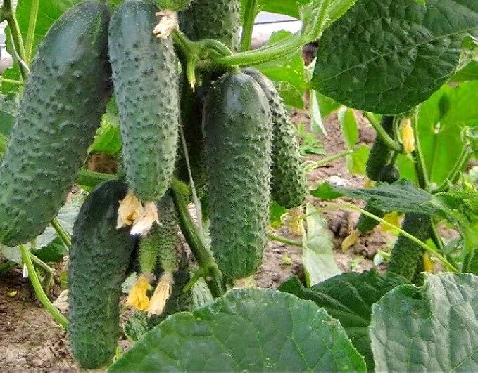 Seeds Indoor Self-Pollinating Cucumber Market F1 Hybrid Vegetable for Planting Non GMO - Harvest Time 38 Days