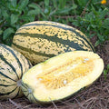 Park Seed Sugaretti Hybrid Spaghetti Squash Seeds – AAS Winner, Sweet Nutty Flavor, Compact Semi-Bush Habit, High-Yield Variety Ready in 90 Days, Ideal for Pasta-Like Dishes, Easy to Grow, Pack of 20