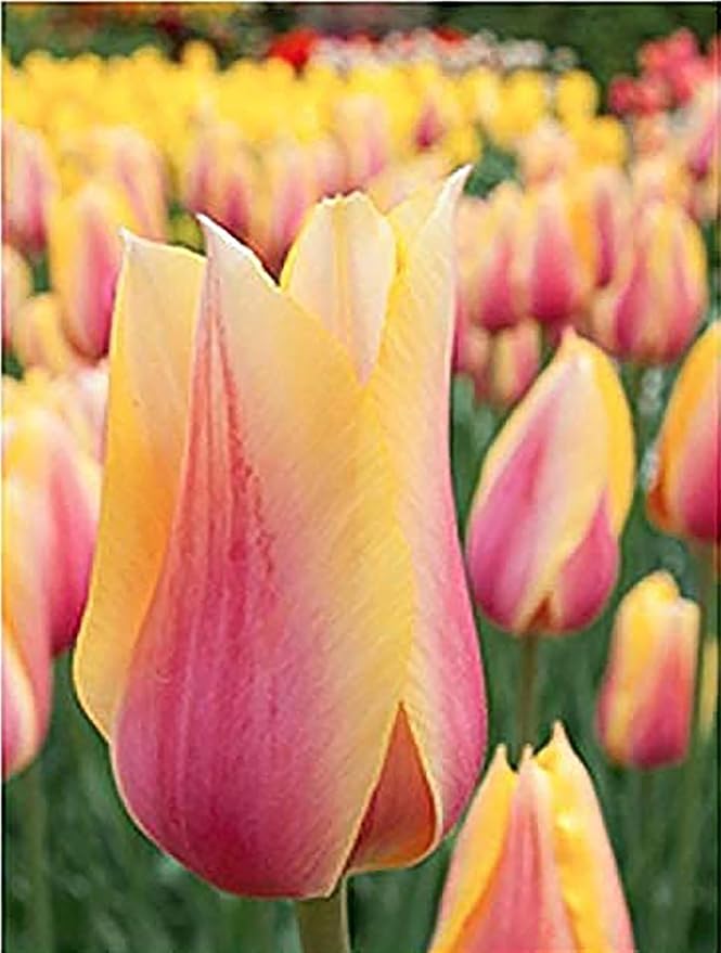 5 Blushing Beauty Tulip Bulbs – Soft Pink & Yellow Blooms – Elegant Double-Flowering Tulips for Spring Gardens – Hardy & Easy to Grow Perennial Tulips