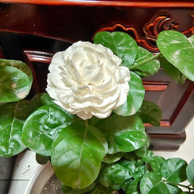2 Duke of Tuscany Jasmine Plants 4–8 Inch, Live Fragrant Jasmine Flowering Vine, Sweet Scented Blooms, Easy Care Indoor or Outdoor