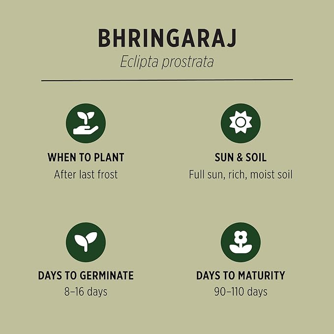 Banyan Botanicals Organic Bhringaraj Seeds – Eclipta Prostrata Seeds to Grow Your Own Ayurvedic Herbs – 50 Count – Open Pollinated Non-GMO False Daisy