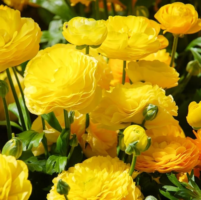 Mixed Peony Ranunculus Bulbs- Persian Buttercup -10 Corms Bulbs Flowering Blooms Perennial Bulbous Root Garden Plant (Yellow)