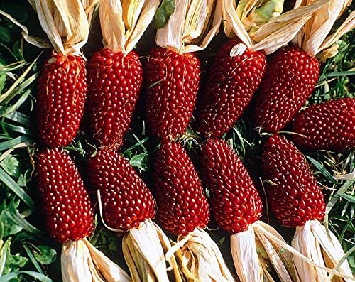 NIKA SEEDS - Seeds Vegetable Ornamental Corn Red - 10 Seeds