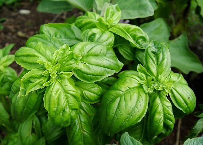 Large Leaf Basil Seeds 700+ Seeds for Planting Non-GMO