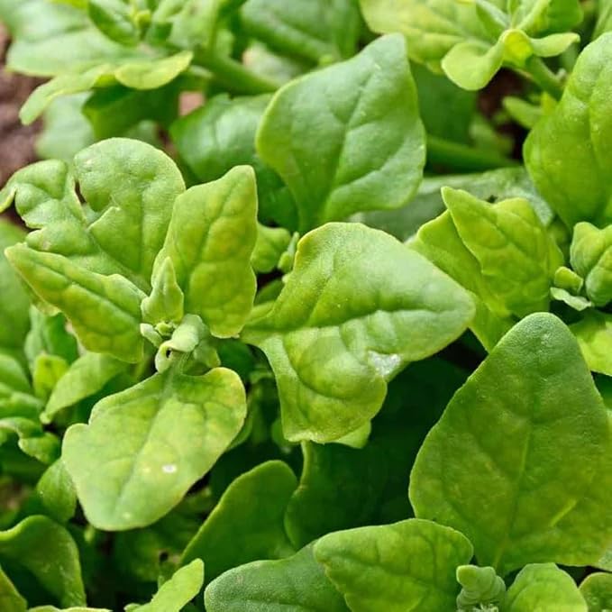 80 New Zealand Spinach Seeds | Hot Weather Garden Green Malabar Plant Leaf Kale Lettuce Non GMO Heirloom Vegetable Seed