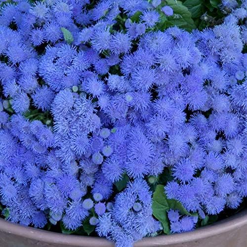 Ageratum Blue Ageratum houstonianum Flossflower Blue Mink Garden Seeds for Planting 400+ Seeds