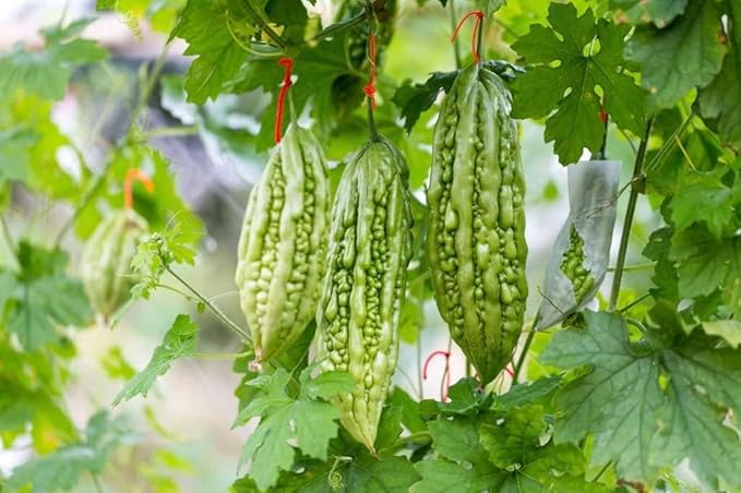 Indian Bitter Gourd Seeds for Planting, Easy to Grow Vegetable Seeds for Home Garden, Terrace Gardening, Balcony Planters, and Outdoor Cultivation (Pack of 40)