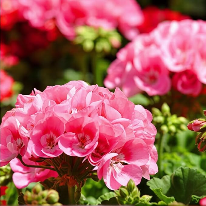 20+ Mixed Perennial Geranium Seeds for Planting-Hardy Double Geraniums Seeds Flower,Non-GMO Heirloom for Home Garden Outdoor