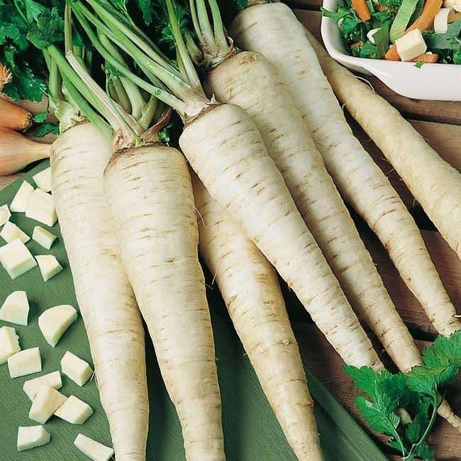 KIRA SEEDS - Seeds Sugar Parsley - Root - 2000 Seeds - Heirloom Herb - GMO Free