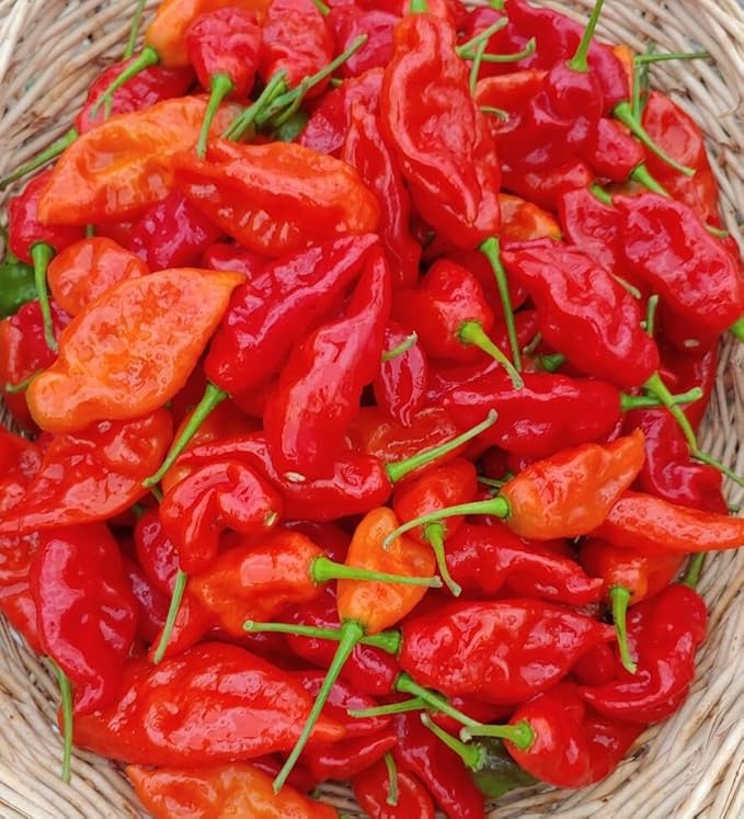 30+ Ghost Pepper Seeds Bhut Jolokia Extremely Hot Pepper Chili Genuine USA Non-GMO Garden Planting