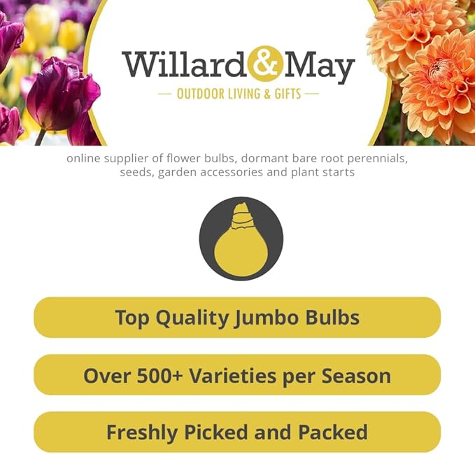 Ozark Rebounder Re-Blooming Bearded Iris Flower Rhizome - Grows Year After Year - Perennial, Fragrant & Great for Cut Floral Arrangements - Easy to Grow Fall Planting Bulbs by Willard & May