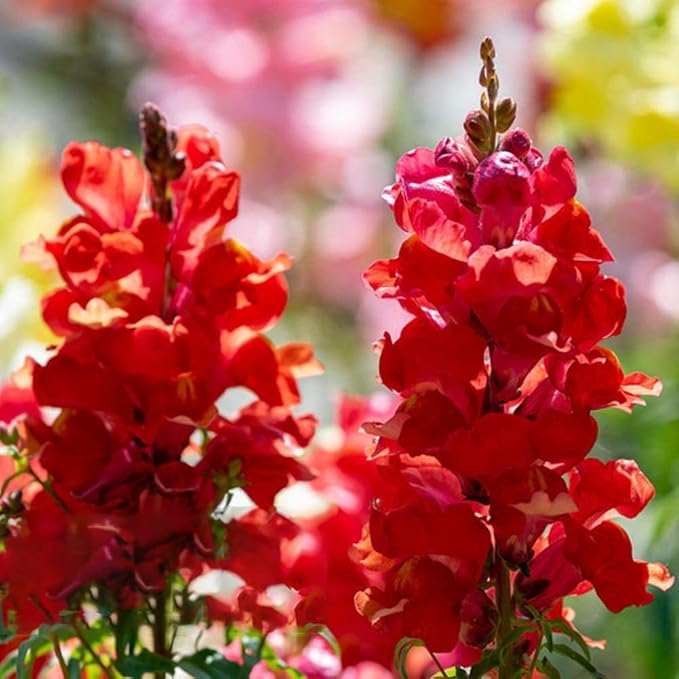 3000 Pcs Snapdragon Seeds for Planting Outdoor Garden, Snap Dragon Seeds for Planting Flowers, Pollinator-Friendly Color Mix, Annual Antirrhinum Majus