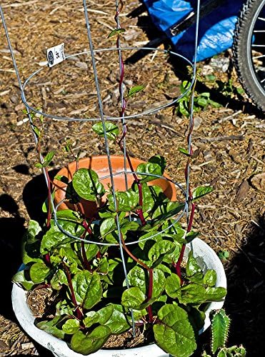30 Malabar Red Stem Spinach Seeds Herb Heirloom Non-GMO Phooi Leaf, Red Vine, Alugbati, Vietnamese, from USA, Basella rubra