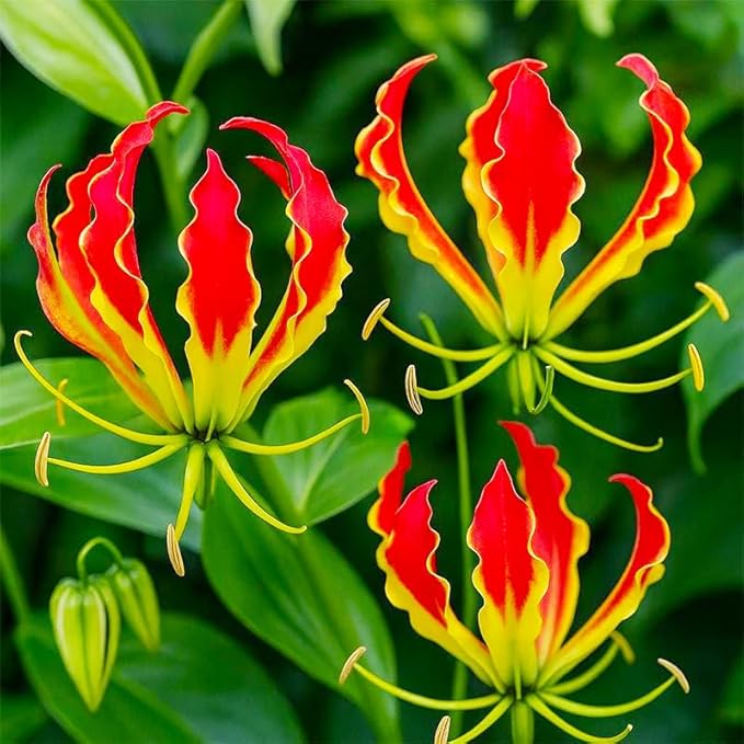 30+ Heirloom Flame Lily Seeds for Planting-Non-GMO Heirloom Plant Seeds Garden Outdoor