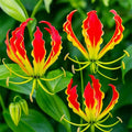 30+ Heirloom Flame Lily Seeds for Planting-Non-GMO Heirloom Plant Seeds Garden Outdoor