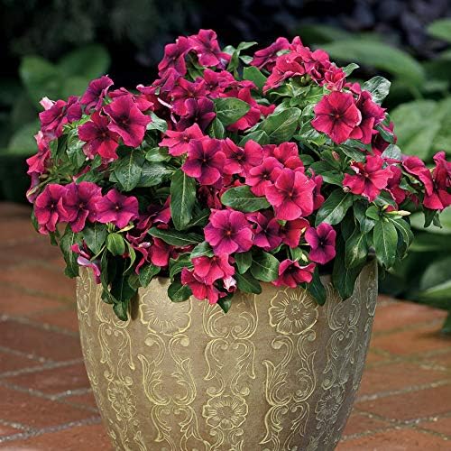 Park Seed Vinca Flower Plant Seeds, Easy to Grow, Perfect for Spring Garden, Tattoo Black Cherry, Pack of 15