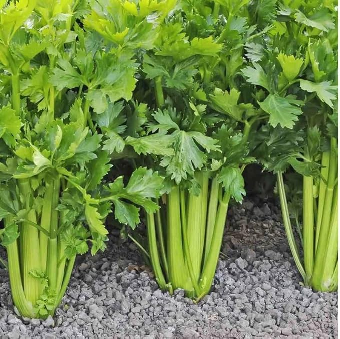 3000 Tall Utah Celery Seeds | Apium graveolens Non GMO Heirloom Leaf Herbs Root Celeriac USA Garden Vegetable Seed