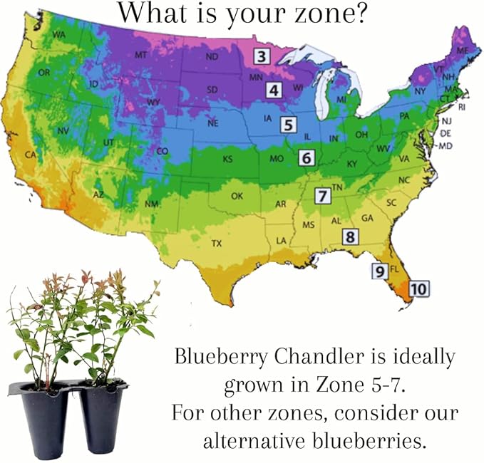 Blueberry Plant Chandler Live for Sale (4 Pack) | Easy to Grow Plants | Edible Fruit Plant for Sustainable Living | Grow Your own Food on Your Edible Organic Garden| Live for Planting| No Seeds