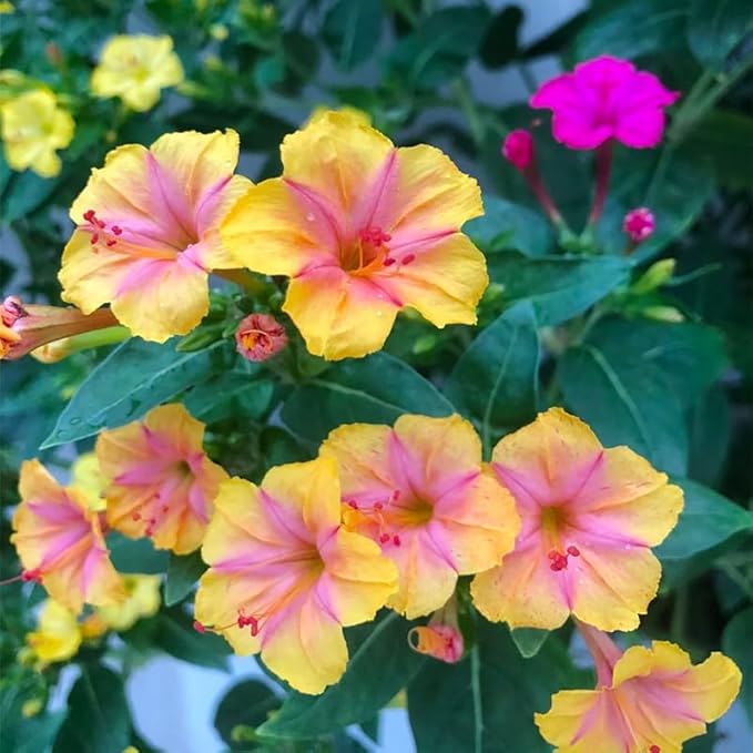80+ Four O'clock Flower Seeds for Planting - Mix Color Mirabilis Jalapa Flower Seeds Tropical Ornaments