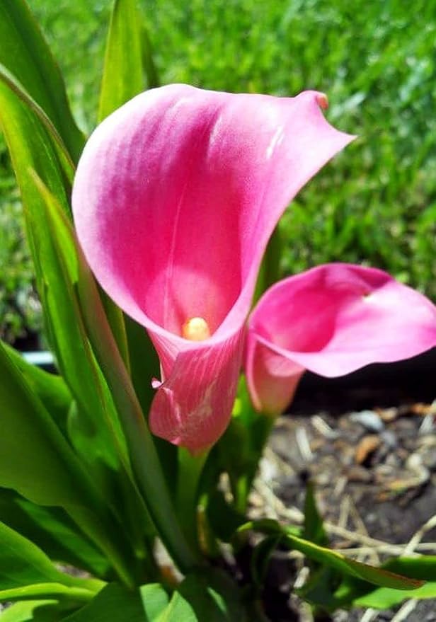Calla Lily Seeds Beautiful Flowers -100Pcs Seeds