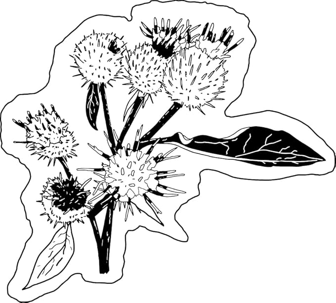 Organic Burdock Seeds (Arctium lappa) 100 Seeds (1 Grams) - Bardane, Beggar's Buttons, Edible Burdock, GOBO, Great Burdock, Greater Burdock, Lappa, Snake's Rhubarb, Thorny Burr by Smoke Camp Crafts