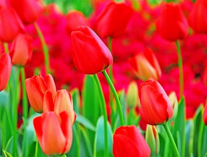 Tulipa Fringed Mixture Tulip Bulbs Size 11/12 for Planting - Plant in Fall, Winter or Early Spring (Red Emperor, 15, Count)