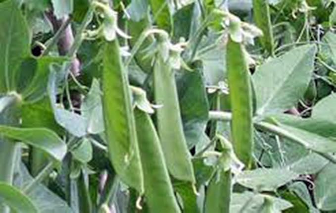 Pea Seed, Lincoln Peas, Heirloom, Non GMO 100 Seeds, Perfect Peas