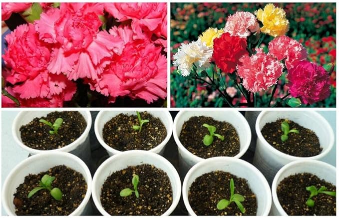 FUN AND GROW SEEDS: Seeds Carnation Shabo Mix Biennial Flowers