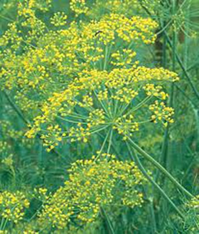 Dill Seed, Mammoth Long Island, Heirloom, Non GMO, 100 Seeds, Herb Fresh or Dried