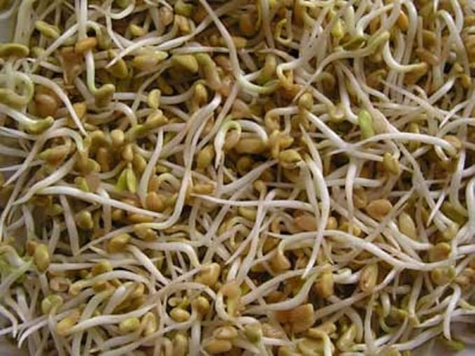 Fenugreek Seeds for Sprouting Microgreens, 2 oz A Rich Source of Vitamins and Minerals and Health-Promoting Nutrients! "COOL BEANS N SPROUTS" Brand, A Small Town Family Run USA Business