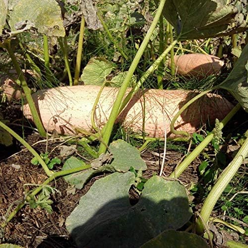 Seeds Vegetable Pumpkin Pink Banana (Cucurbita Maxima) - 10 Seeds