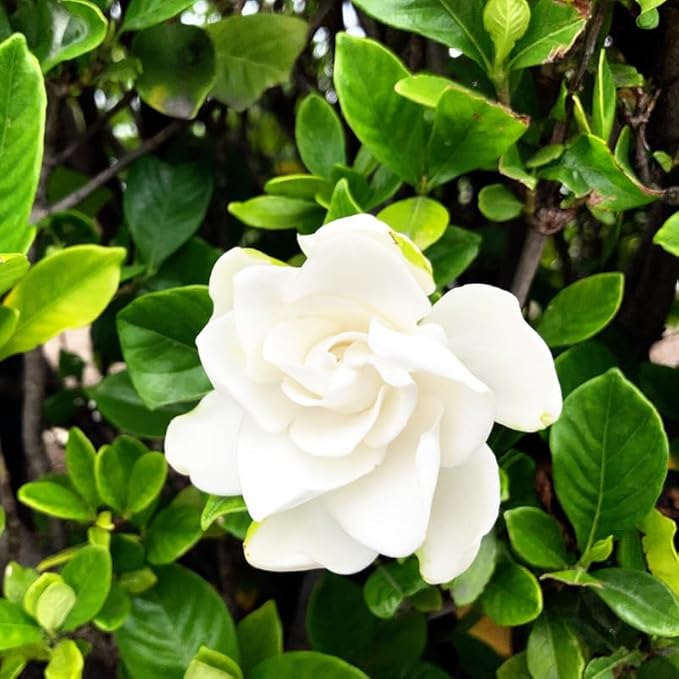 2 Frostproof Jasmine Plants 4–8 Inch, Live Fragrant Jasmine Flowering Vine, Sweet Scented Blooms, Easy Care Indoor or Outdoor