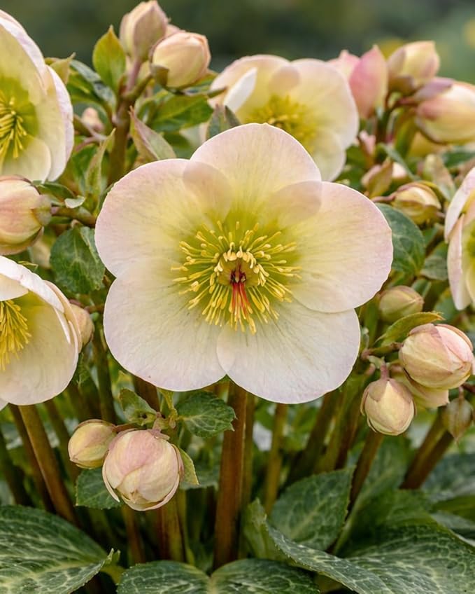 Perennial Farm Helleborus Frostkiss® Moondance™ – Live Lenten Rose in #1 Container, Creamy White Blooms with Green Centers, Marbled Evergreen Foliage, Shade Loving, Deer Resistant