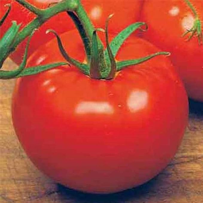 Tomato Garden Seeds - Ace 55 VF - 250 Mg Packet ~90 Seeds - Non-GMO, Heirloom Vegetable Gardening Seed