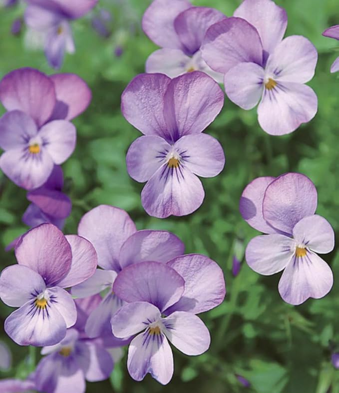 Viola Pansy Mars Helen Seeds Mixed Flower Perennial Garden Biennial Flowers Garden Non-GMO Viola Wittrockian Pensee Mix 100pcs