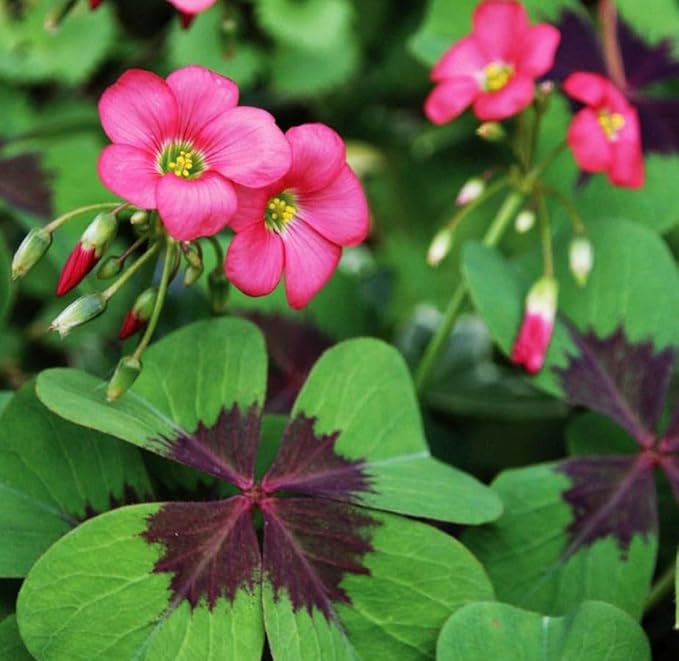 Complete Spring Flower Bulb Garden - 10 Bulbs Tulip/Crocus/Ranunculus Bulbs Continuous Blooms (Spring Color from March Through June) - Large Size Jumbo Bulbs (Iron Cross Oxalis Bulbs)