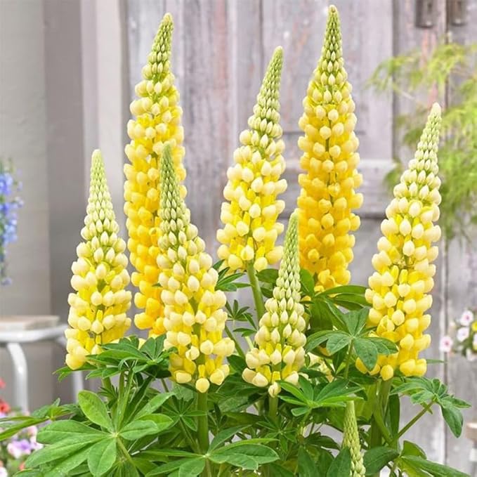 1000+ Seeds Perennial Texas Lupine Flower Seeds for Planting-Drought-Tolerant Ornamental Flower