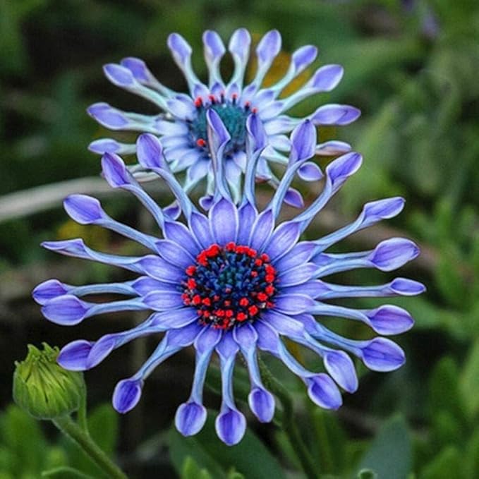 African Daisy Seeds, Purple Blue Gerbera, 150 Pieces, Perennial Flowers for Garden