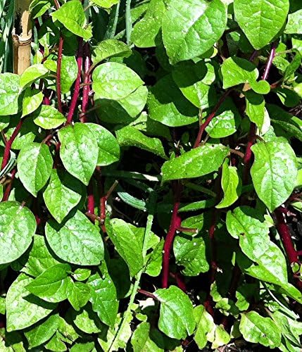 30 Malabar Red Stem Spinach Seeds Herb Heirloom Non-GMO Phooi Leaf, Red Vine, Alugbati, Vietnamese, from USA, Basella rubra