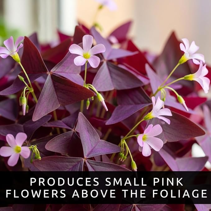 Oxalis Triangularis Bulbs - Purple Shamrock Bulbs - Good Luck Plant - Fast Growing Year Round Color Indoors or Outdoors - Oxalis Shamrock Bulbs - (10 Bulbs)