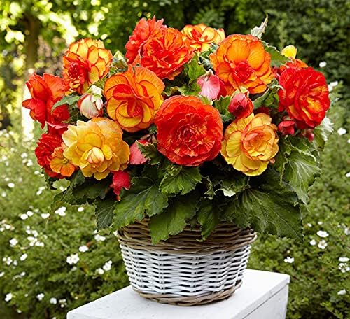 Seeds Wax Begonia Mix Large Flower Indoor Garden Beautiful Flowers Perennial for Planting Non GMO