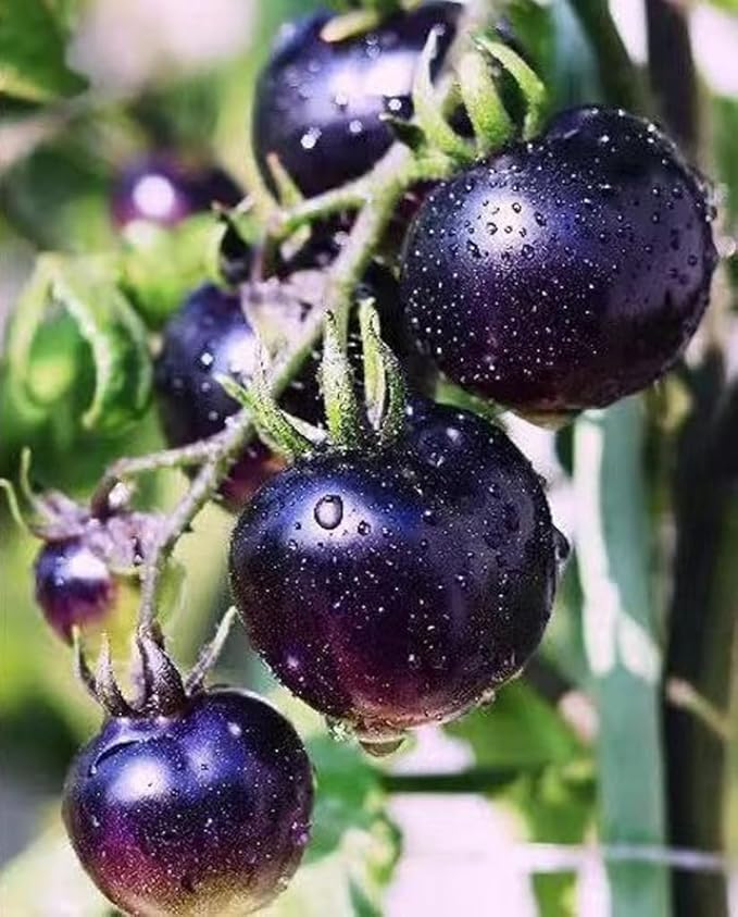 30PCS Black Cherry Tomato Seeds Garden Vegetable Seeds